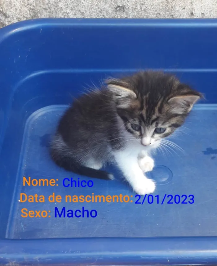 Gato ra a SRD-ViraLata idade Abaixo de 2 meses nome Chico