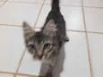 Gato