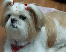 Cachorro raça Shitzu idade 6 ou mais anos nome GRATIFICA - DUDA
