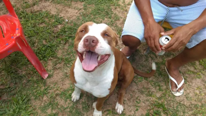 Cachorro ra a Pit-Bull idade 4 anos nome nick