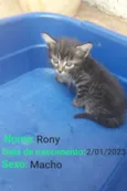 Rony