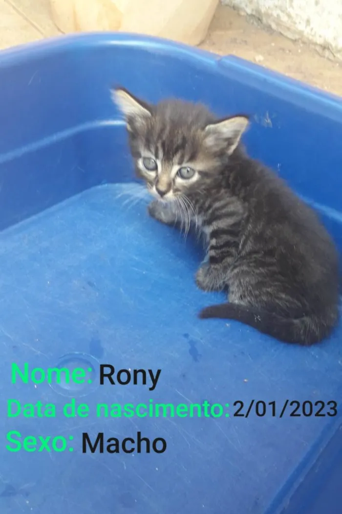 Gato ra a SRD-ViraLata idade Abaixo de 2 meses nome Rony