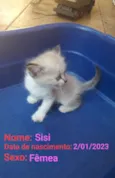 Sisi