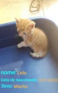 Lelo