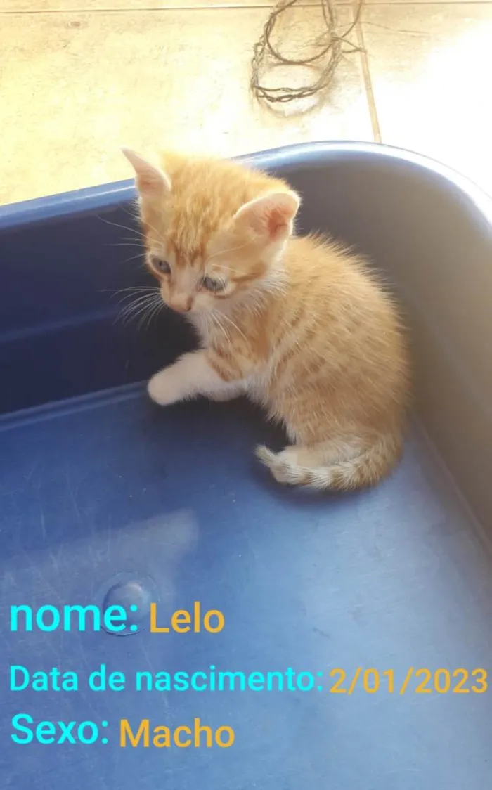 Gato ra a SRD-ViraLata idade Abaixo de 2 meses nome Lelo