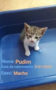 Pudim