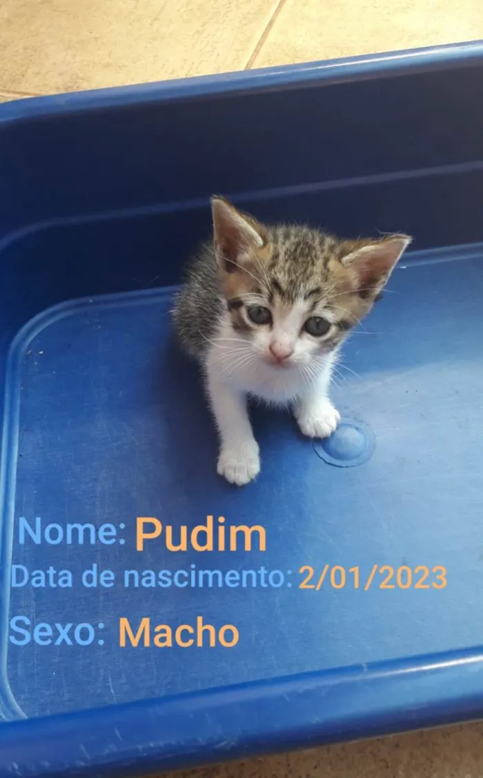 Gato ra a SRD-ViraLata idade Abaixo de 2 meses nome Pudim