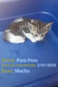 Pom Pom