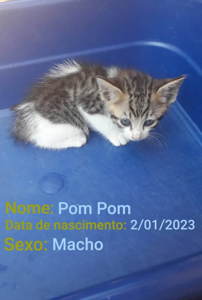 Gato ra a SRD-ViraLata idade Abaixo de 2 meses nome Pom Pom