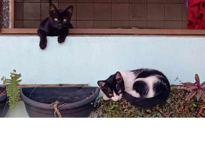 Gato raça SRD-ViraLata idade 2 a 6 meses nome Sem nome