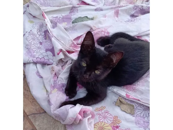 Gato raça SRD-ViraLata idade 2 a 6 meses nome Sem nome
