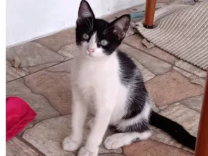 Gato raça SRD-ViraLata idade 2 a 6 meses nome Sem nome