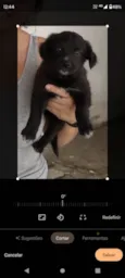 Neguinha 