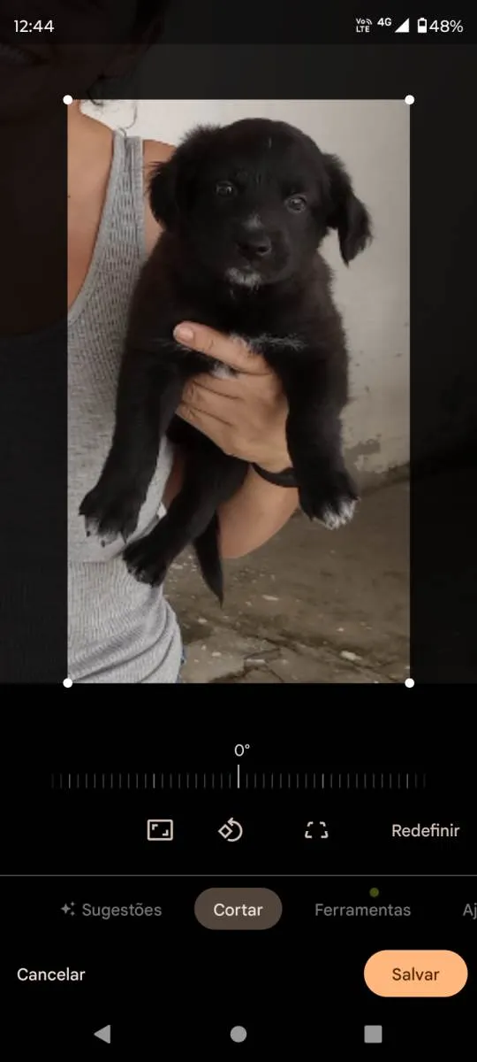 Cachorro ra a Pastor da Mantiqueira com RND idade Abaixo de 2 meses nome Neguinha 