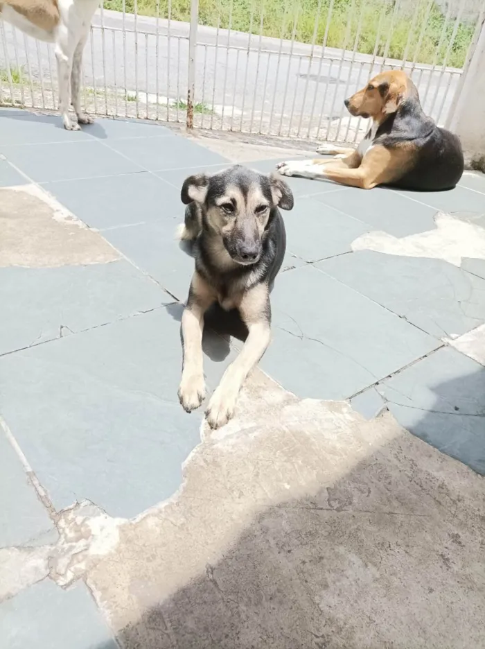 Cachorro raça Sem raça  idade 2 anos nome Maria