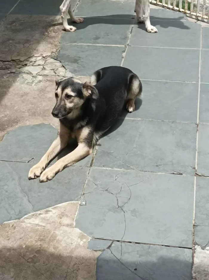 Cachorro raça Sem raça  idade 2 anos nome Maria