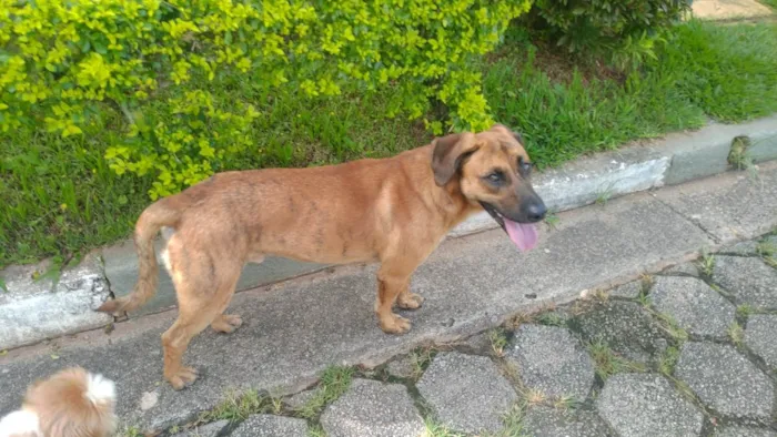 Cachorro ra a SRD-ViraLata idade 2 anos nome Caramelo 