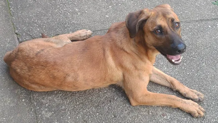 Cachorro ra a SRD-ViraLata idade 2 anos nome Caramelo 