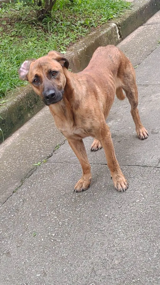 Cachorro ra a SRD-ViraLata idade 2 anos nome Caramelo 