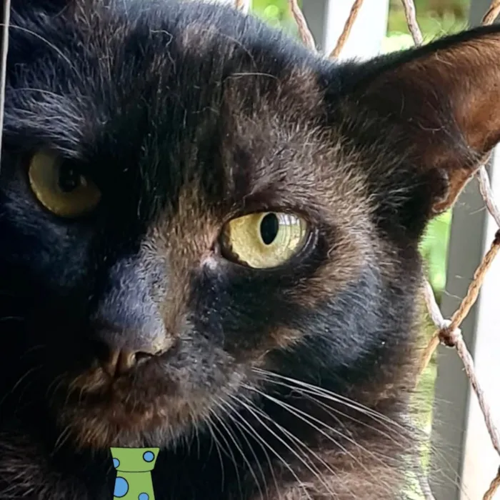 Gato ra a Mestico  idade 2 a 6 meses nome Billy 