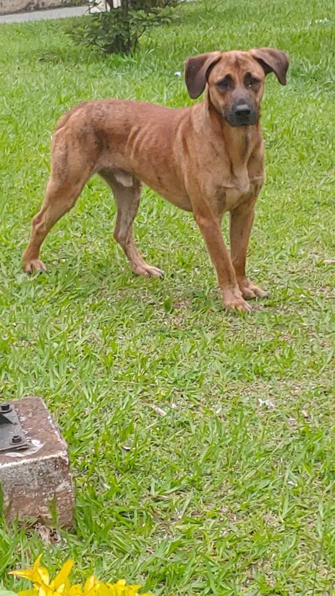 Cachorro ra a SRD-ViraLata idade 2 anos nome Caramelo 