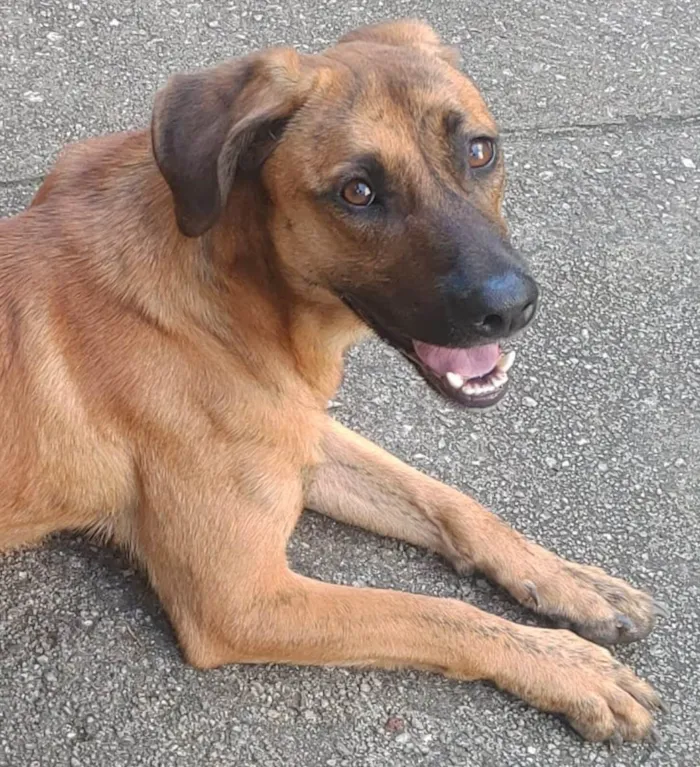 Cachorro ra a SRD-ViraLata idade 2 anos nome Caramelo 