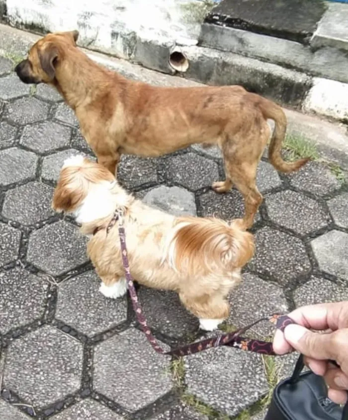 Cachorro ra a SRD-ViraLata idade 2 anos nome Caramelo 