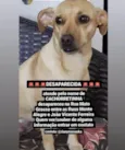 Cachorretinha