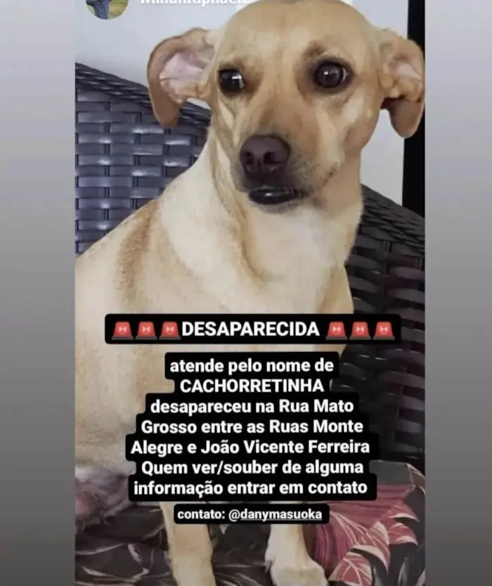 Cachorro ra a  idade 3 anos nome Cachorretinha