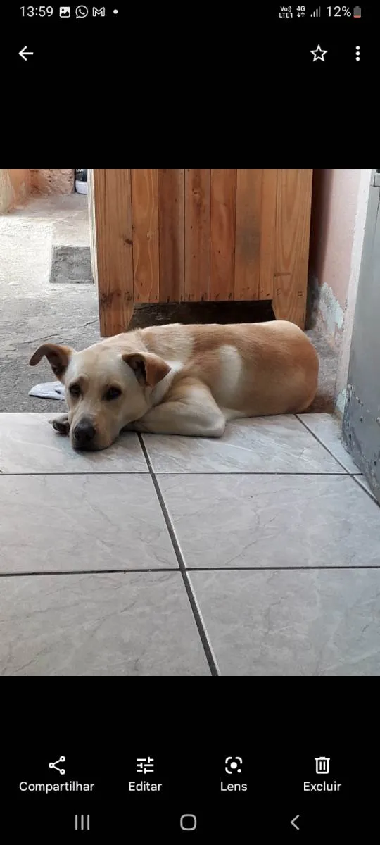 Cachorro ra a SRD-ViraLata idade 4 anos nome Sansão 