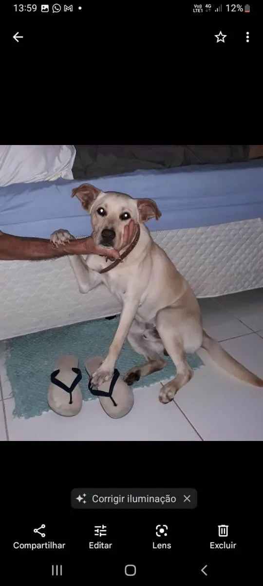 Cachorro ra a SRD-ViraLata idade 4 anos nome Sansão 