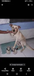 Sansão