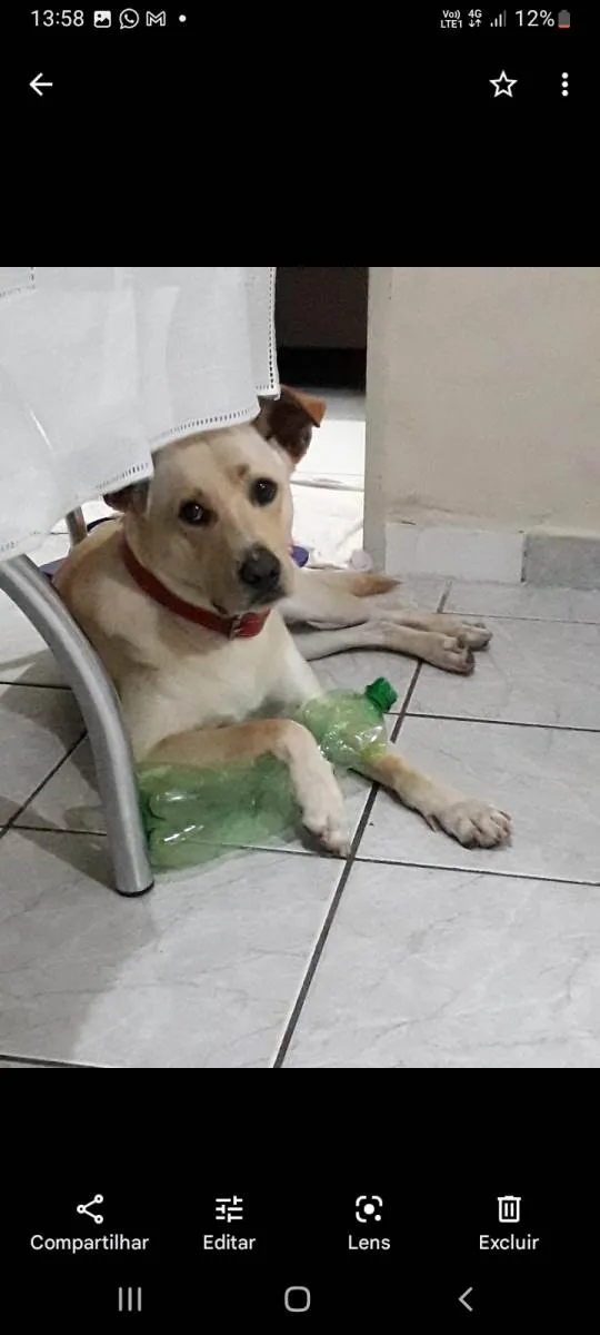 Cachorro ra a SRD-ViraLata idade 4 anos nome Sansão 