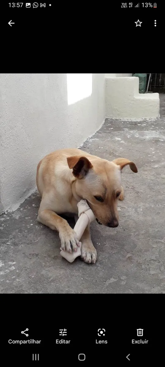 Cachorro ra a SRD-ViraLata idade 4 anos nome Sansão 