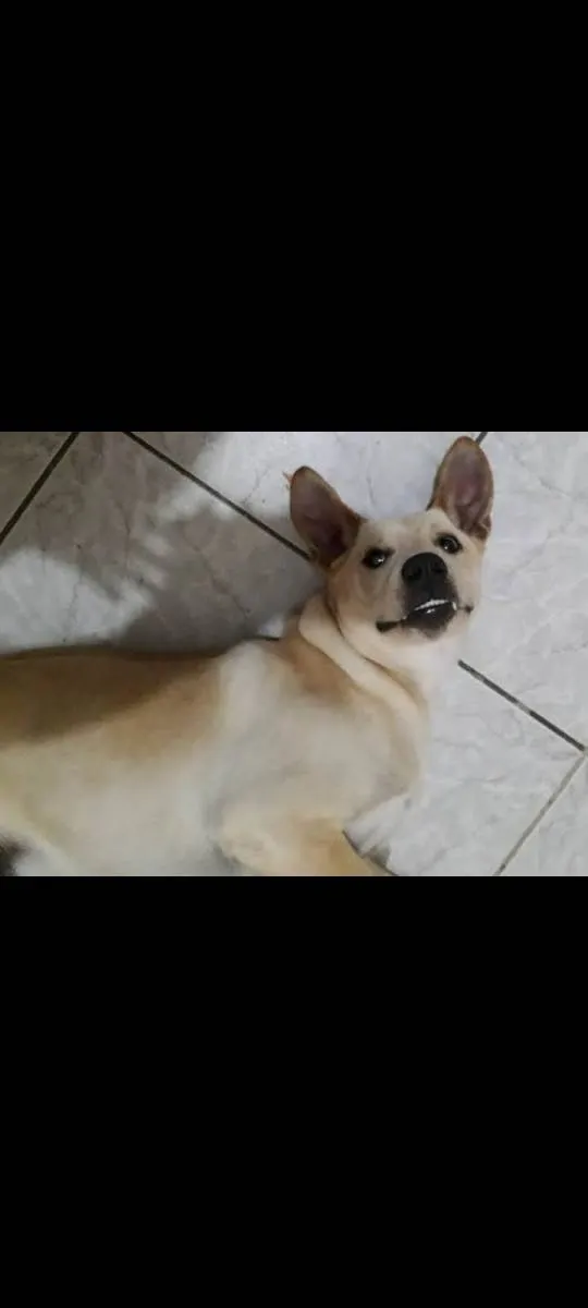 Cachorro ra a SRD-ViraLata idade 4 anos nome Sansão 