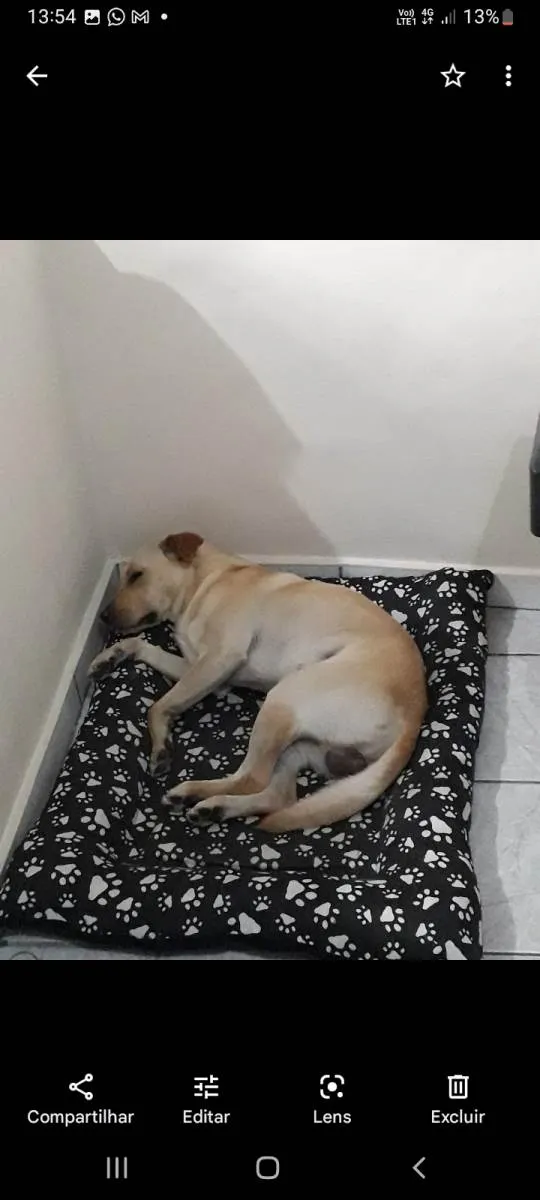 Cachorro ra a SRD-ViraLata idade 4 anos nome Sansão 