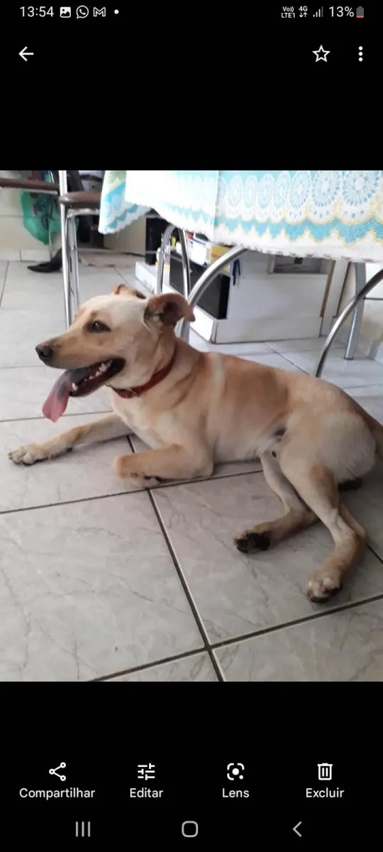 Cachorro ra a SRD-ViraLata idade 4 anos nome Sansão 