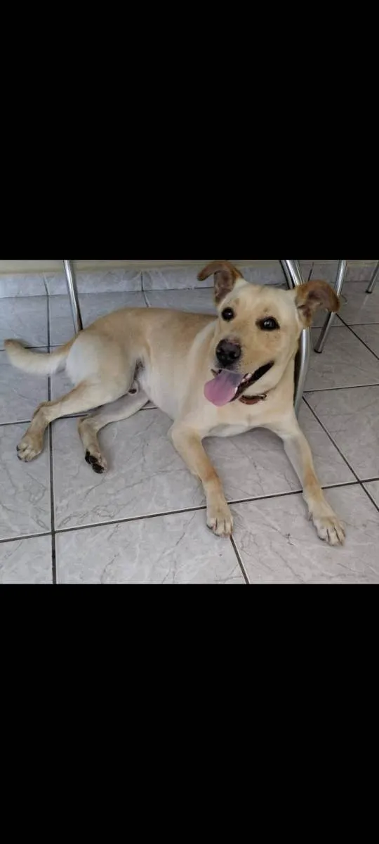 Cachorro ra a SRD-ViraLata idade 4 anos nome Sansão 