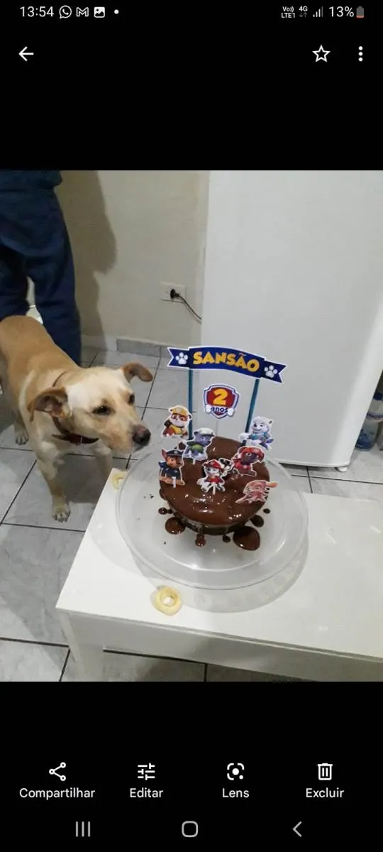 Cachorro ra a SRD-ViraLata idade 4 anos nome Sansão 