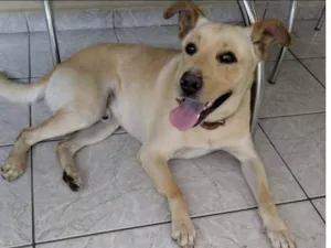 Cachorro raça SRD-ViraLata idade 4 anos nome Sansão 