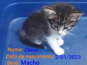 Gato raça SRD-ViraLata idade Abaixo de 2 meses nome Chico