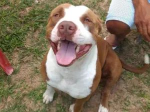 Cachorro raça Pit-Bull idade 4 anos nome nick