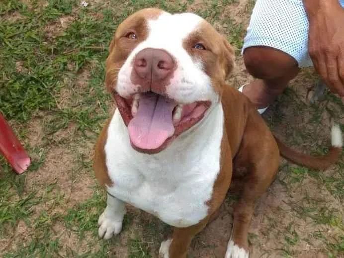 Cachorro ra a Pit-Bull idade 4 anos nome nick