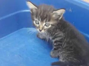 Gato raça SRD-ViraLata idade Abaixo de 2 meses nome Rony