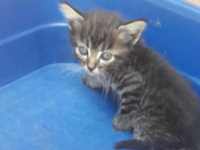 Gato ra a SRD-ViraLata idade Abaixo de 2 meses nome Rony