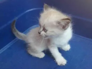 Gato raça SRD-ViraLata idade Abaixo de 2 meses nome Sisi