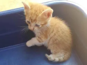 Gato raça SRD-ViraLata idade Abaixo de 2 meses nome Lelo