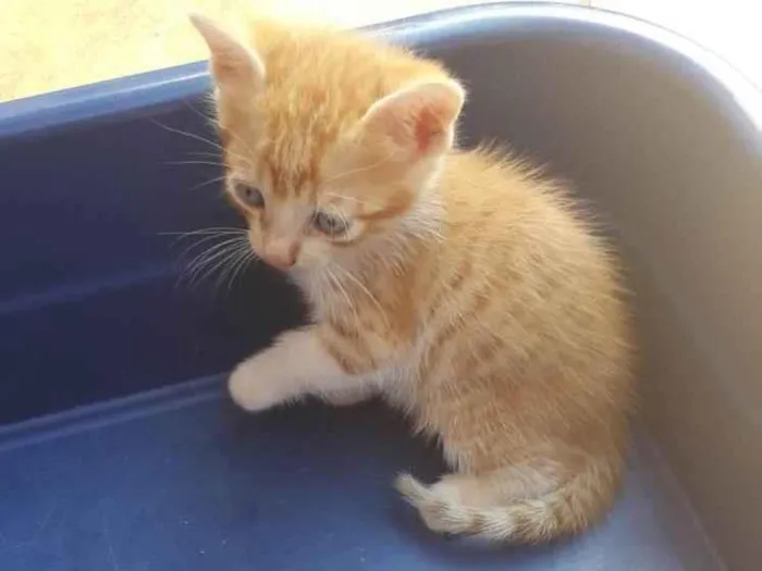 Gato ra a SRD-ViraLata idade Abaixo de 2 meses nome Lelo