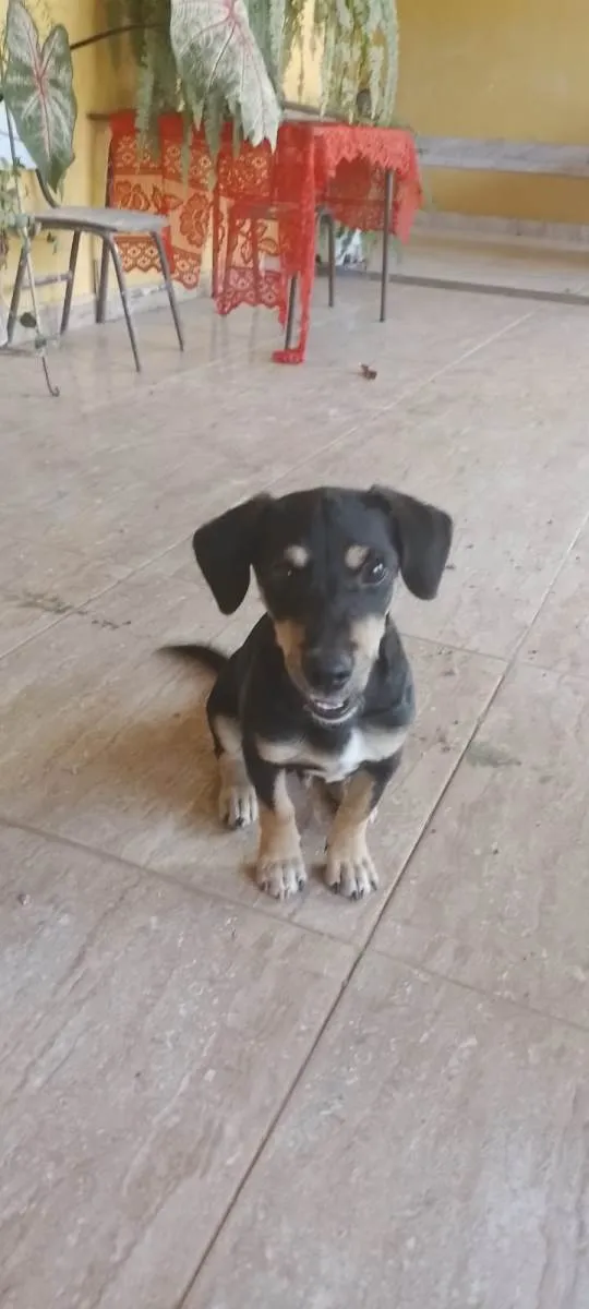 Cachorro raça Não definida  idade 2 a 6 meses nome Thor 