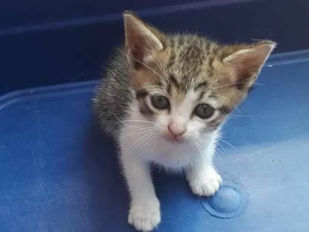 Gato ra a SRD-ViraLata idade Abaixo de 2 meses nome Pudim